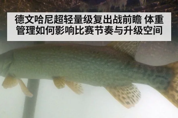 德文哈尼超轻量级复出战前瞻 体重管理如何影响比赛节奏与升级空间